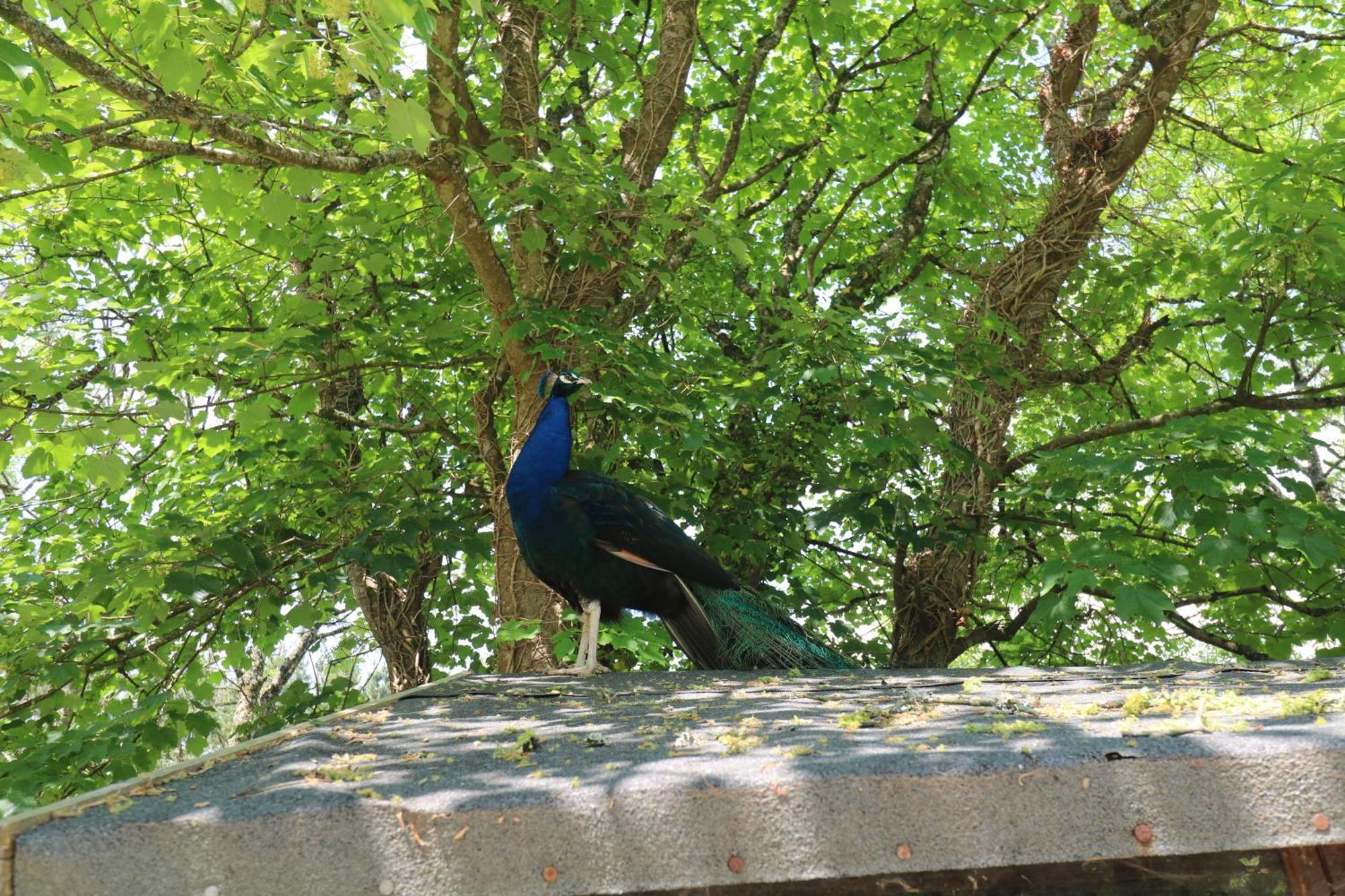 Villa Beggars Roost Truro Esterno foto